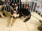 Peter German Shepherd Dog Puppy Male
