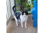 Bruce Wayne Domestic Shorthair Adult Male