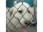Pansy Retriever (Unknown Type) Young Female