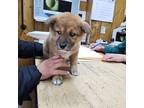 Mother Ginger (Ginger) Jindo Puppy Female