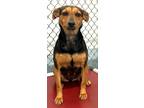 Fannie Australian Kelpie Adult Female
