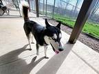 Toby Husky Adult Male