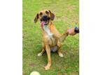 Adopt BROWNIE a Black Mouth Cur