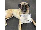 Adopt Lala a Anatolian Shepherd
