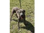 Adopt LOLA a Labrador Retriever, Mixed Breed