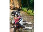 Adopt SWIRL a American Staffordshire Terrier, Mixed Breed