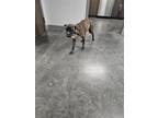 Adopt SPECKLES a Hound, Plott Hound