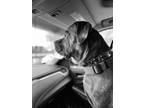 Adopt Gretchen a Cane Corso