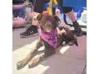Adopt Helen a Australian Shepherd, Mixed Breed