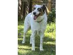 Adopt Audra a Australian Shepherd