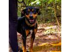 Adopt Tanya a Black and Tan Coonhound, Mixed Breed