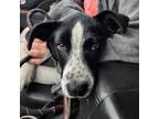 Adopt Sadie a Catahoula Leopard Dog, Australian Shepherd