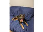 Adopt Iryss a Manchester Terrier