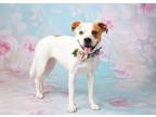 Adopt Thea a Pit Bull Terrier, Saint Bernard