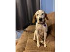 Adopt Amira a Coonhound