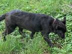Adopt Charcoal a Australian Shepherd, Mixed Breed