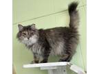 Adopt Baby a Domestic Long Hair