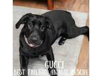 Adopt Gucci a Labrador Retriever