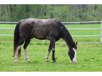 Tennessee Walker Gaited Blue Roan Gelding