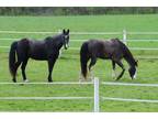 Tennessee Walking Horse Gaited Gelding