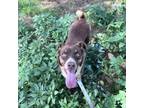 Adopt Maggie a Border Collie, Australian Shepherd