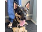 Adopt Angel a German Shepherd Dog