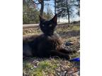 Adopt India a Domestic Medium Hair