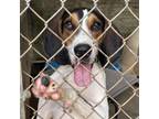 Adopt Roscoe Jenkins a Coonhound