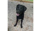 Adopt Spot a Labrador Retriever