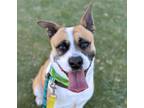 Adopt MAGNETO* a Boxer, Australian Cattle Dog / Blue Heeler