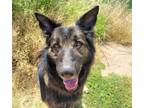 Adopt SHADOW BOXER* a German Shepherd Dog, Mixed Breed