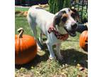 Adopt Hiker a Labrador Retriever, Hound
