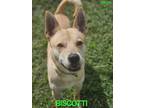 Adopt Biscotti a Shepherd, Mixed Breed
