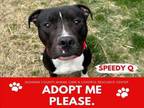 Adopt SPEEDY Q a Pit Bull Terrier