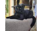 Adopt Muji a Domestic Short Hair, British Shorthair