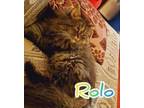 Adopt Rolo a Persian