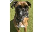 Adopt Yogi a Boxer, Mixed Breed