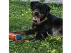 Adopt Lenny a Rottweiler, Mixed Breed
