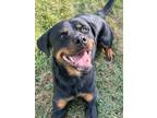 Adopt Nash a Rottweiler, Mixed Breed