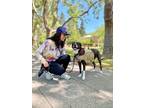Adopt Riley a Terrier, Pit Bull Terrier