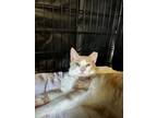 Adopt Fiero a Tabby, Domestic Short Hair