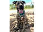 Adopt SCOOBY a Dutch Shepherd, Mixed Breed