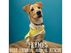 Adopt Hermes a Labrador Retriever