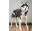 Adopt Jace a Siberian Husky