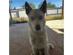 Adopt Frosty (Nakota) a Husky