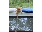Adopt Titus Red a Domestic Short Hair, Tabby