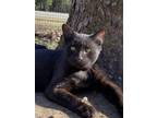 Adopt Gunner a Domestic Short Hair