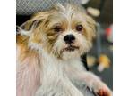 Adopt Forrest a Shih Tzu, Terrier