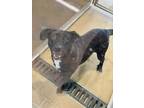 Adopt LADY BUG a Labrador Retriever, Mixed Breed