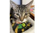Adopt Snowflake (Chatty Tabby) - $70 a Domestic Short Hair